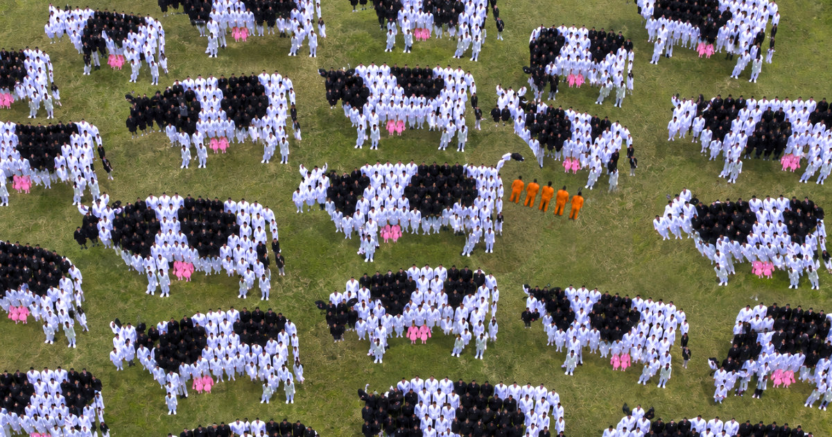 People arranged on grass to form a herd of cows